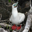 Red-footed Booby